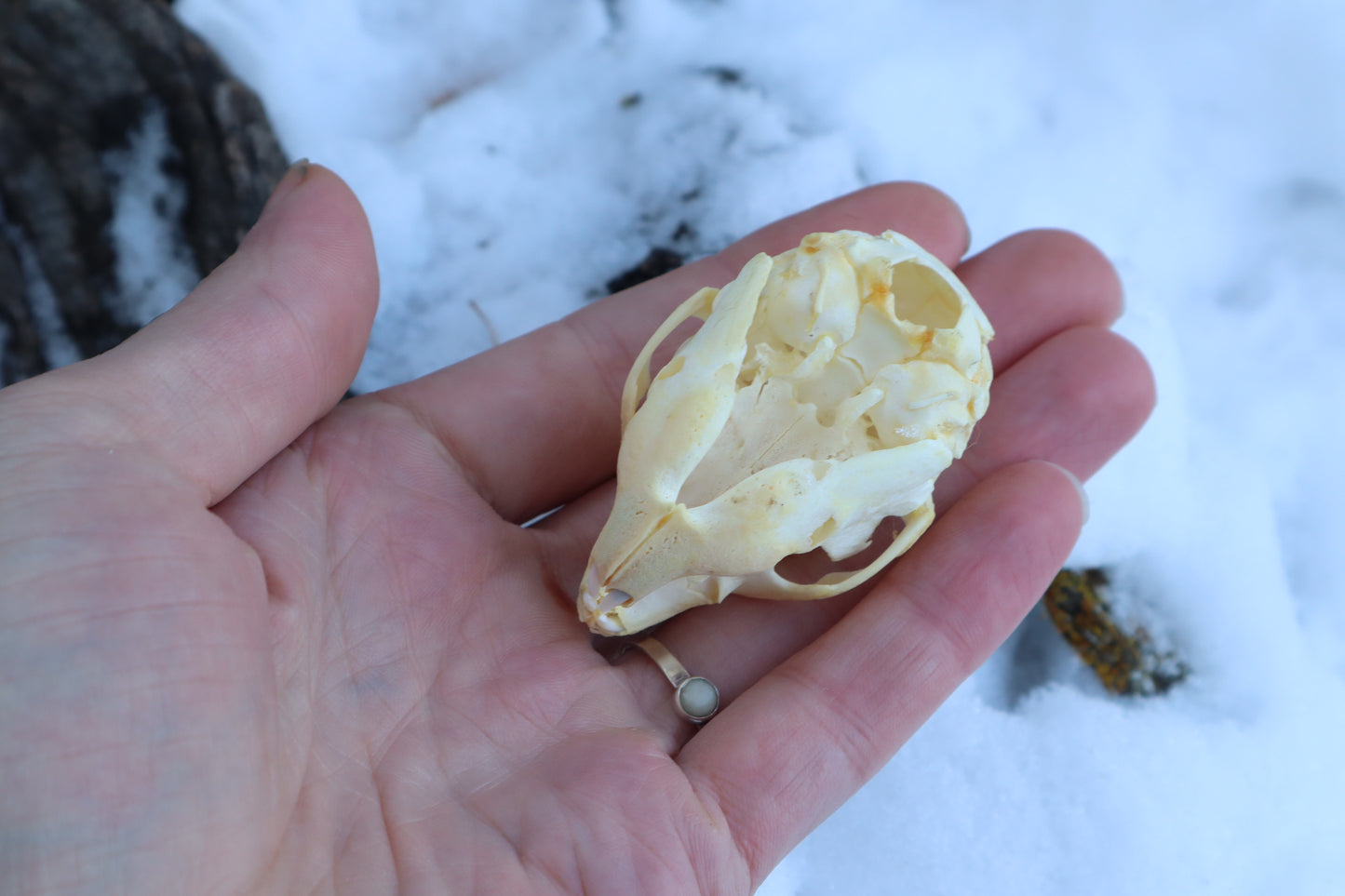 Fetal Beaver Skull