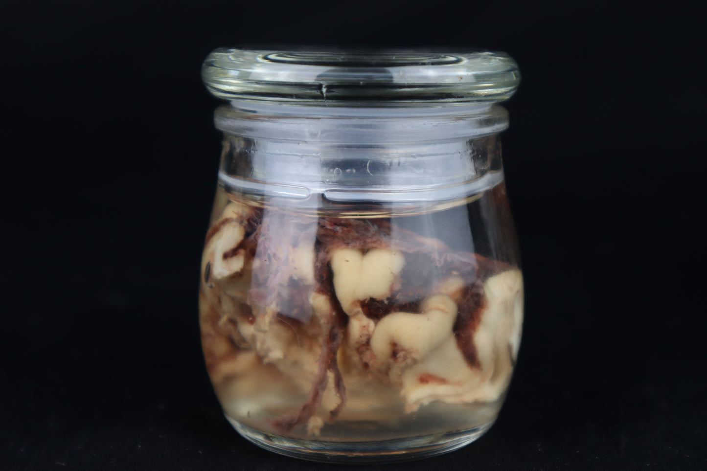 Wet Specimen Bison Brains