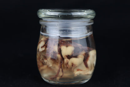 Wet Specimen Bison Brains