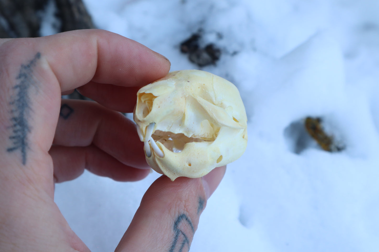 Fetal Beaver Skull