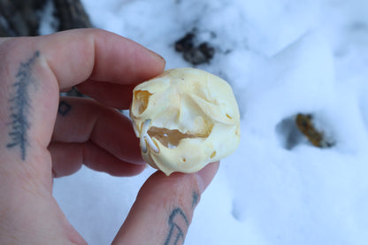 Fetal Beaver Skull