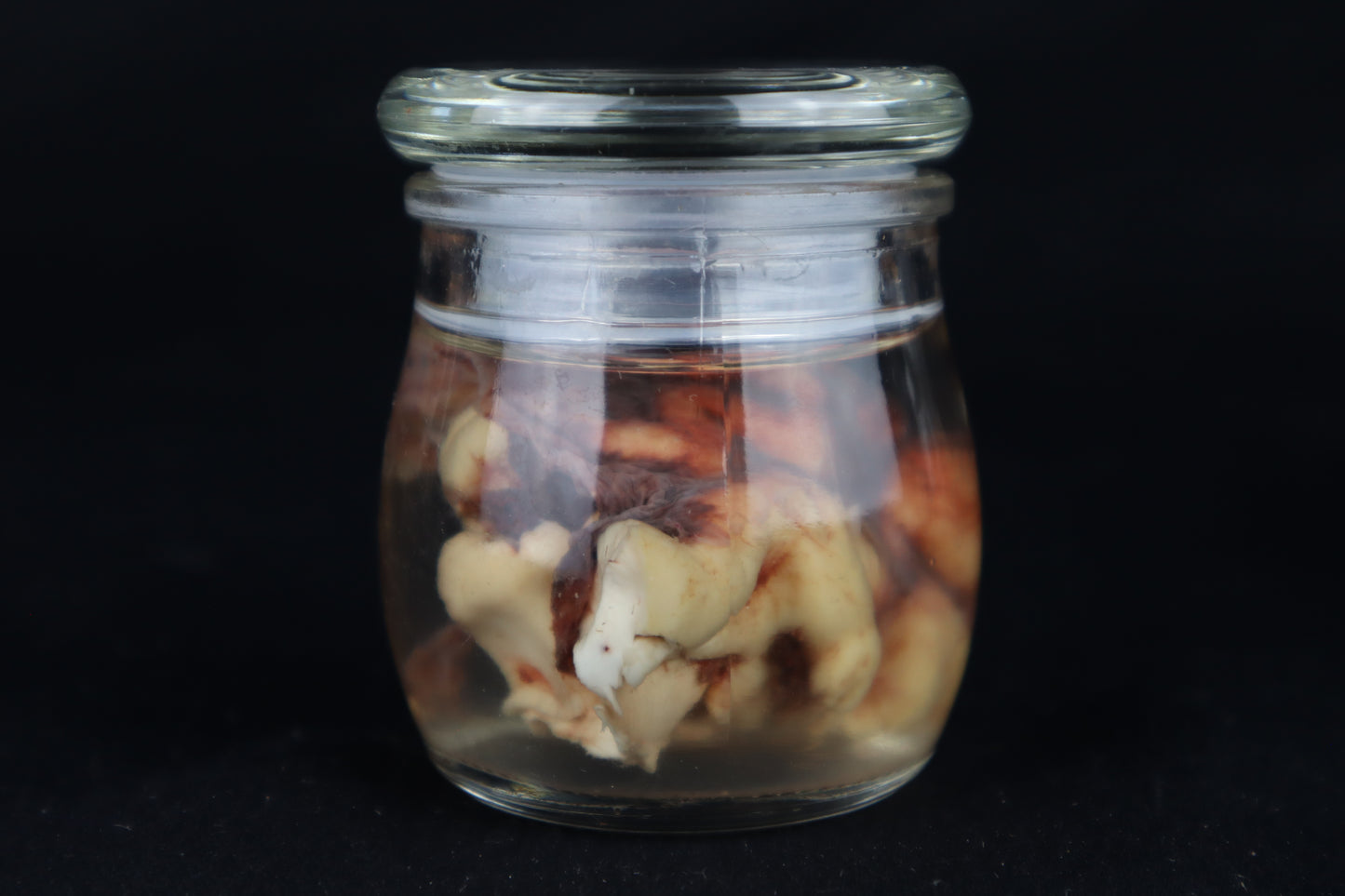 Wet Specimen Bison Brains