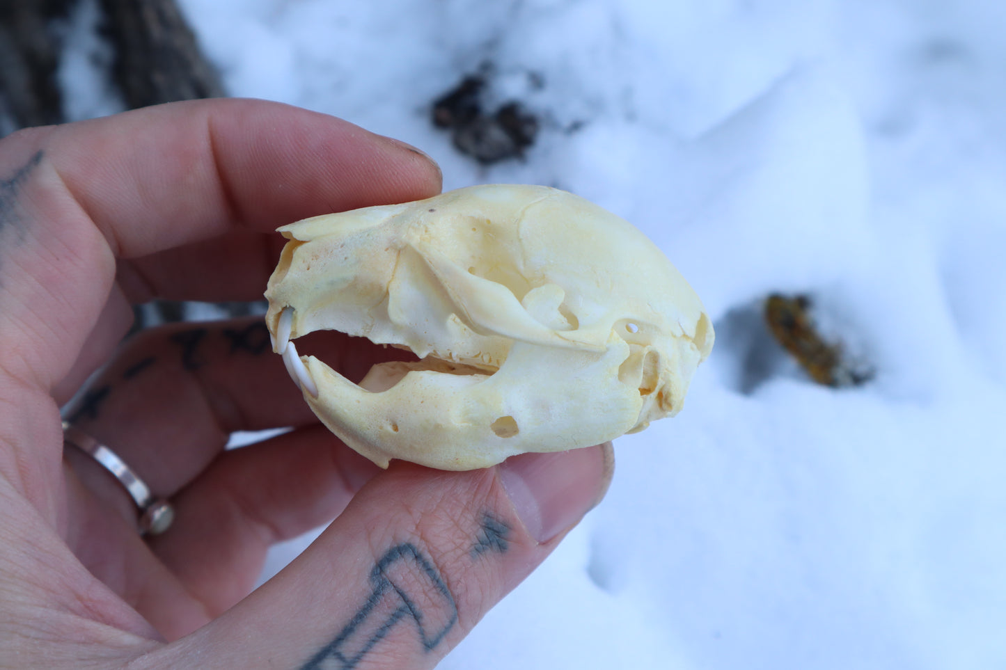 Fetal Beaver Skull