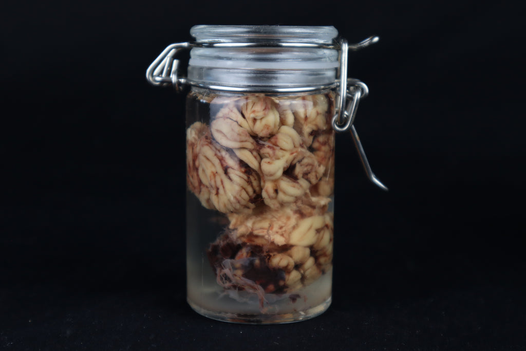 Wet Specimen Bison Brains