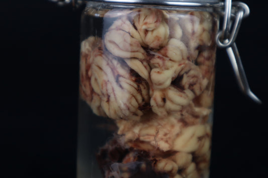 Wet Specimen Bison Brains