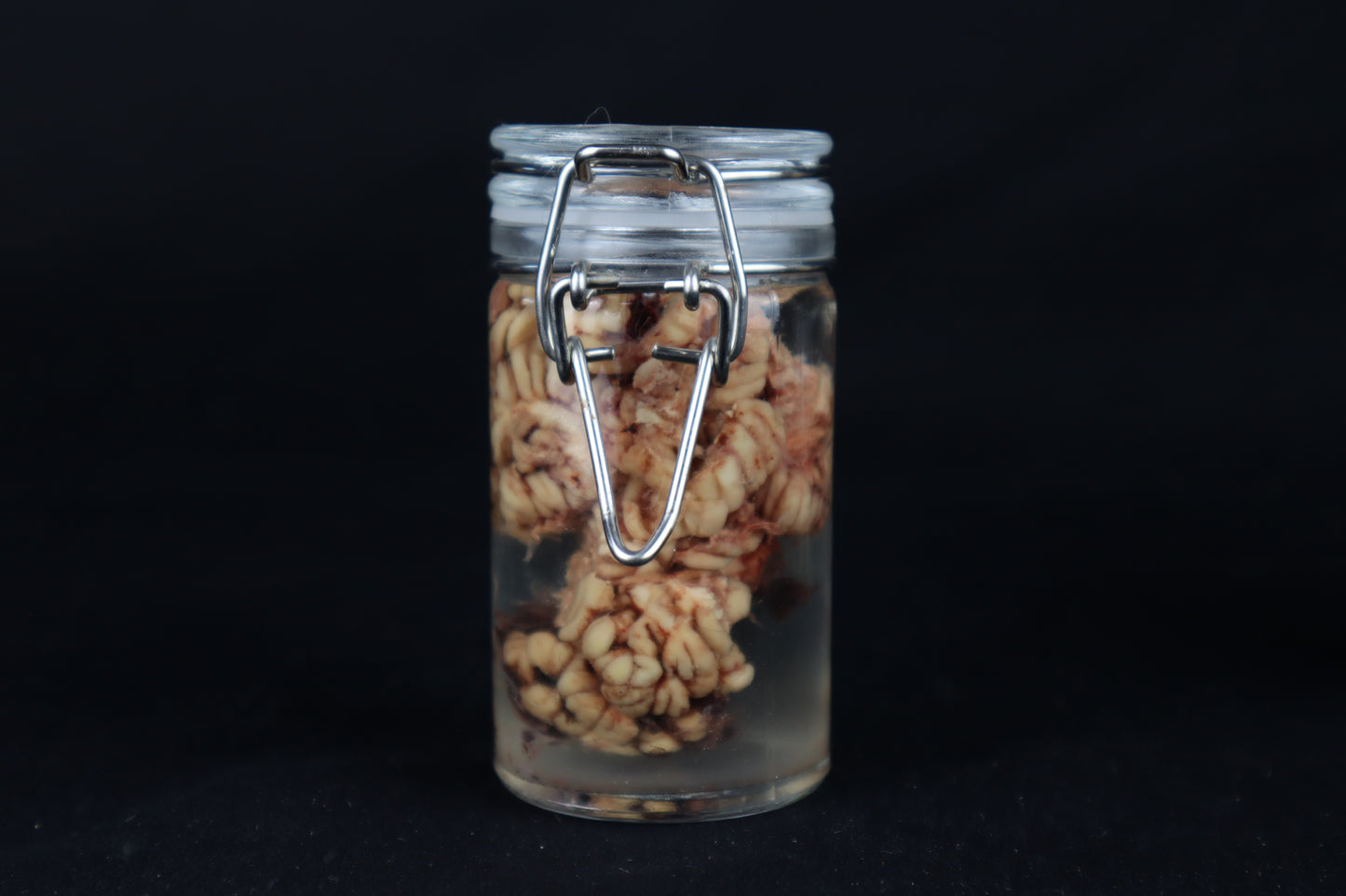 Wet Specimen Bison Brains
