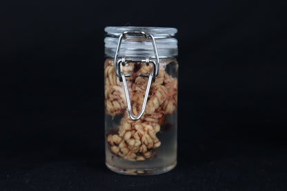 Wet Specimen Bison Brains