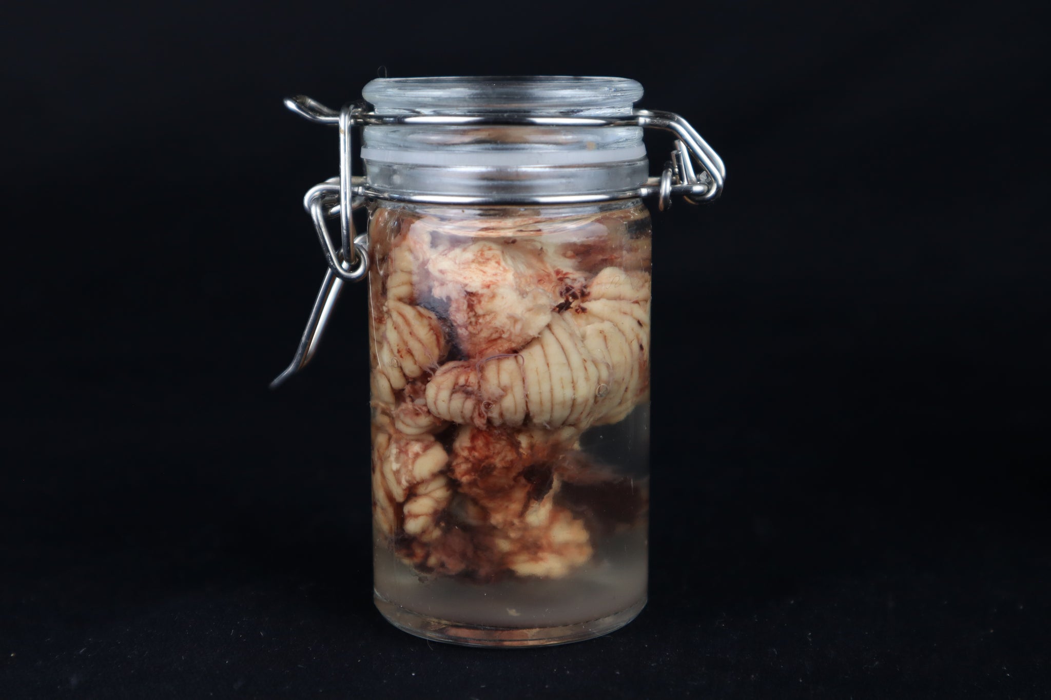 Wet Specimen Bison Brains