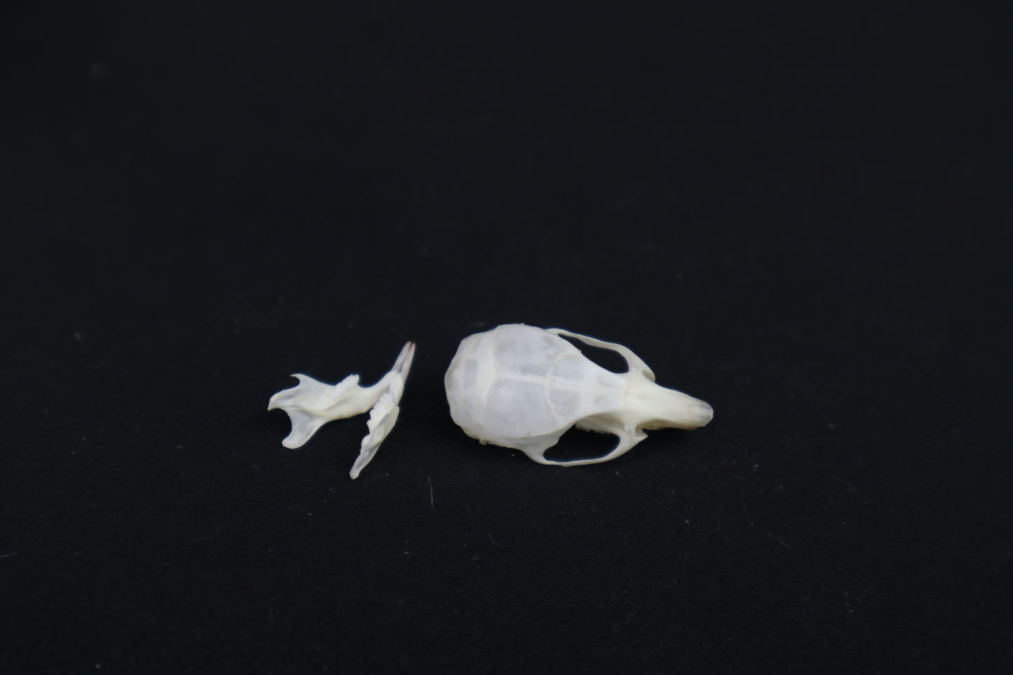 Mouse Skull