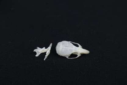 Mouse Skull