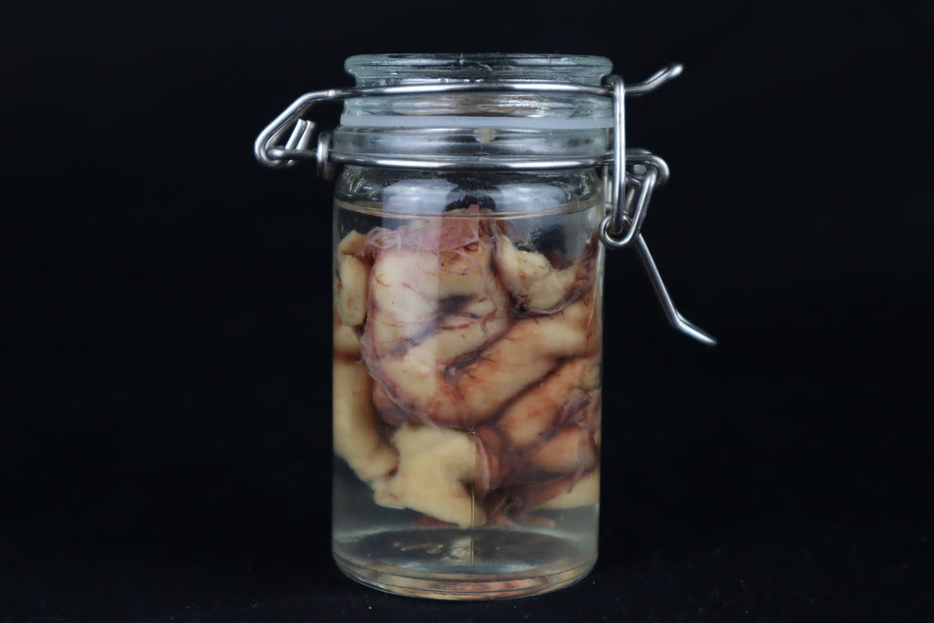 Wet Specimen Bison Brains