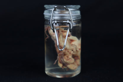 Wet Specimen Bison Brains