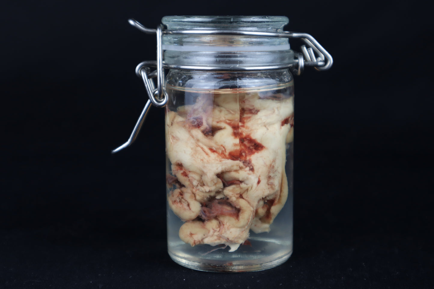 Wet Specimen Bison Brains