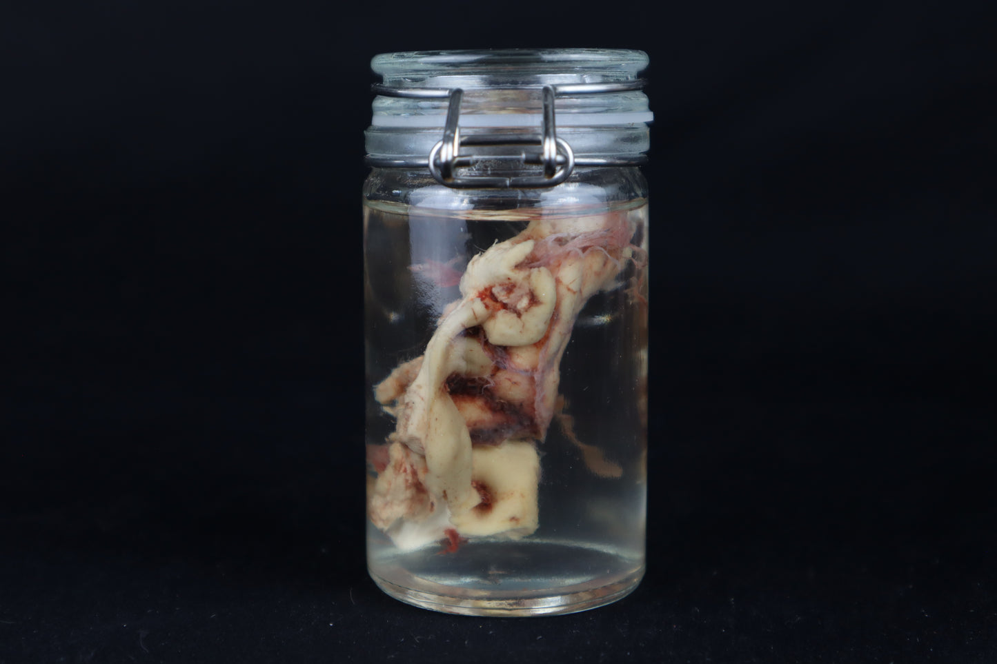 Wet Specimen Bison Brains