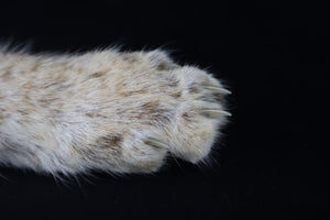 Bobcat Paw Knife