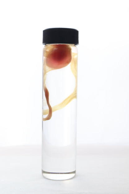 Diaphonized "Eggbound" Parakeet Egg