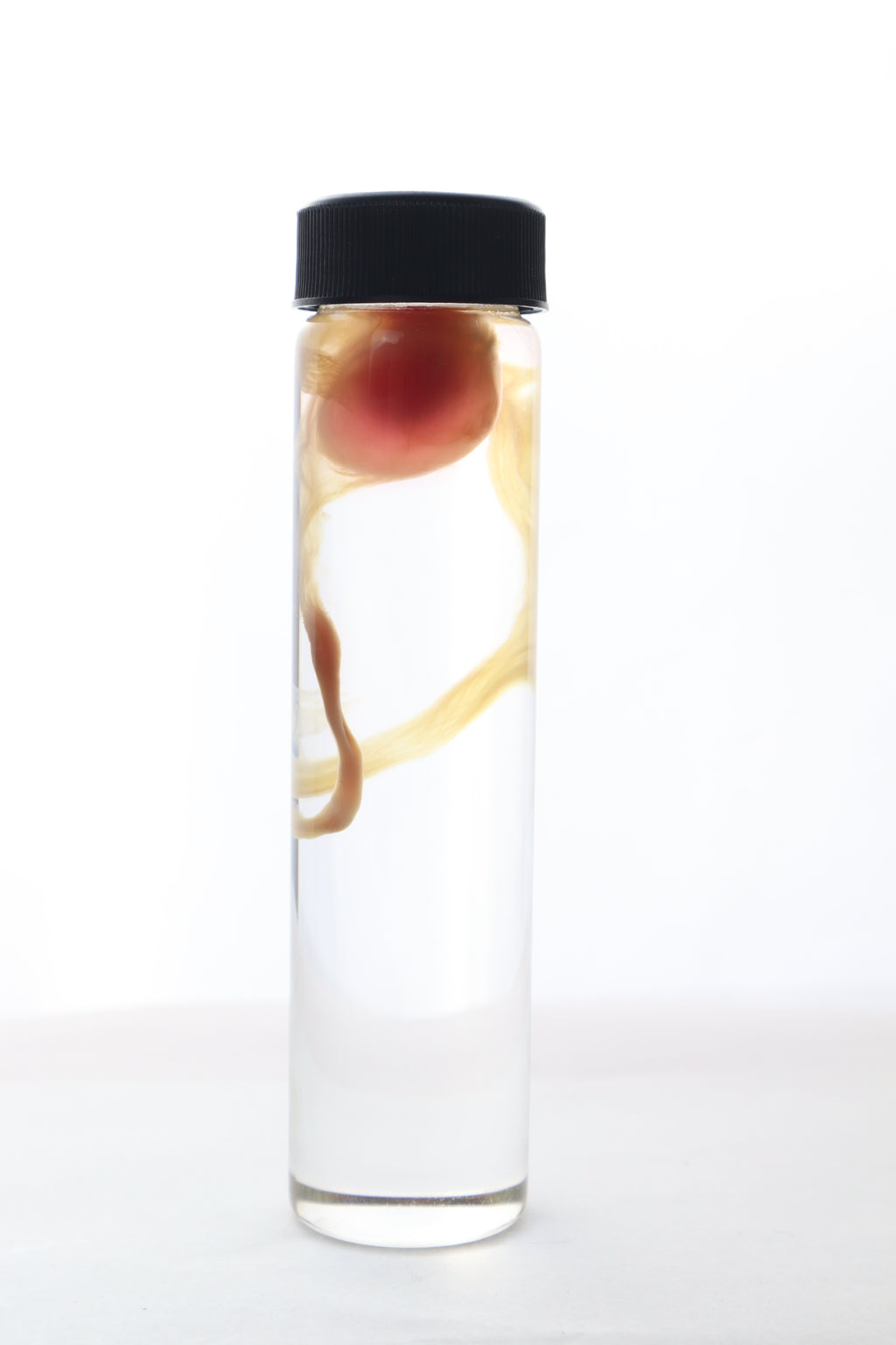 Diaphonized "Eggbound" Parakeet Egg