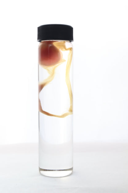Diaphonized "Eggbound" Parakeet Egg