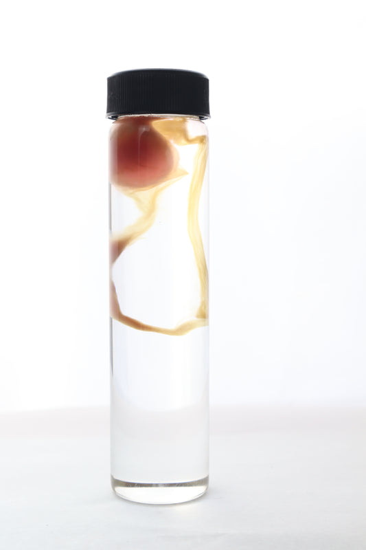 Diaphonized "Eggbound" Parakeet Egg