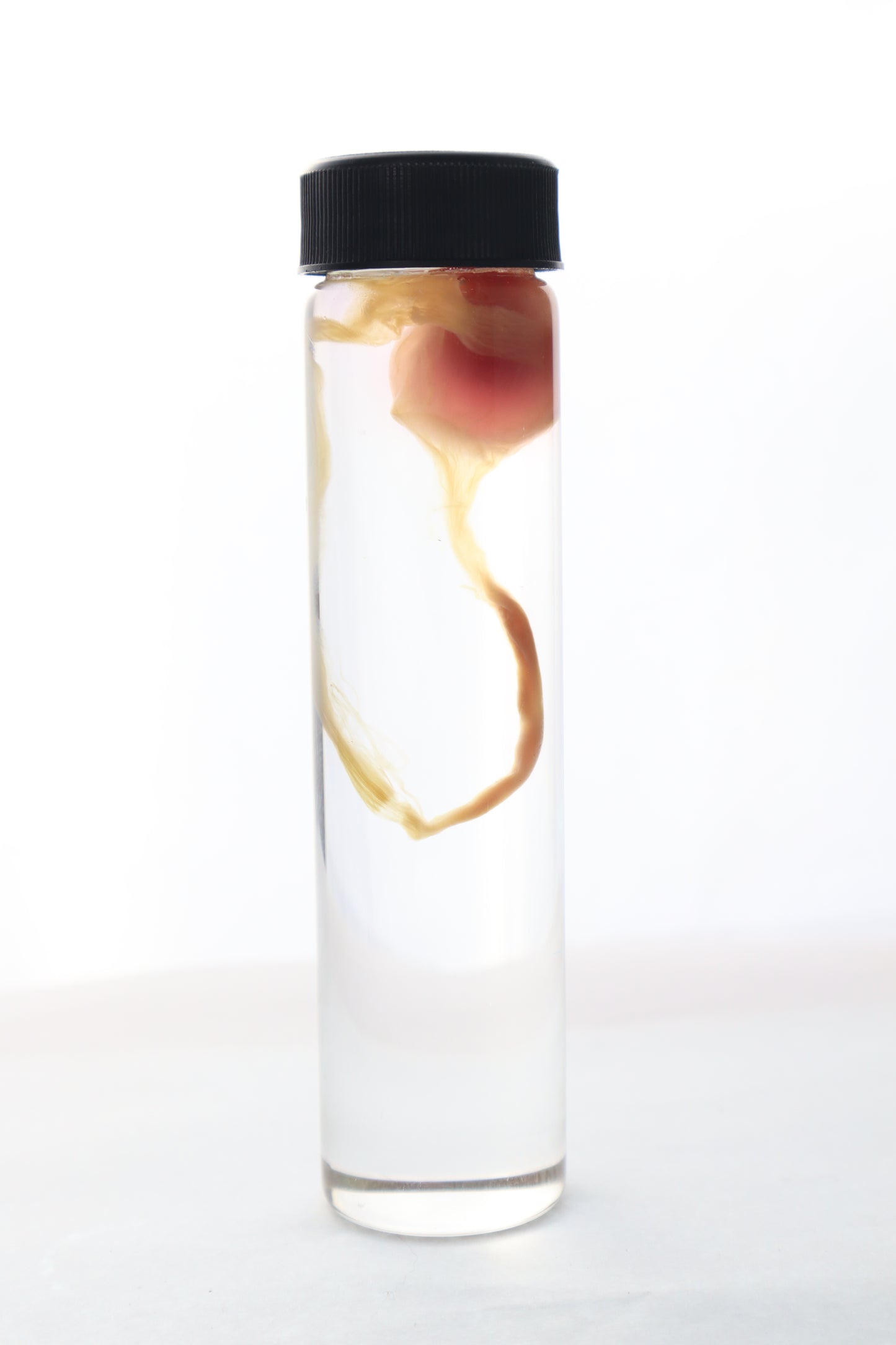 Diaphonized "Eggbound" Parakeet Egg