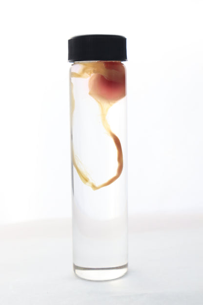 Diaphonized "Eggbound" Parakeet Egg