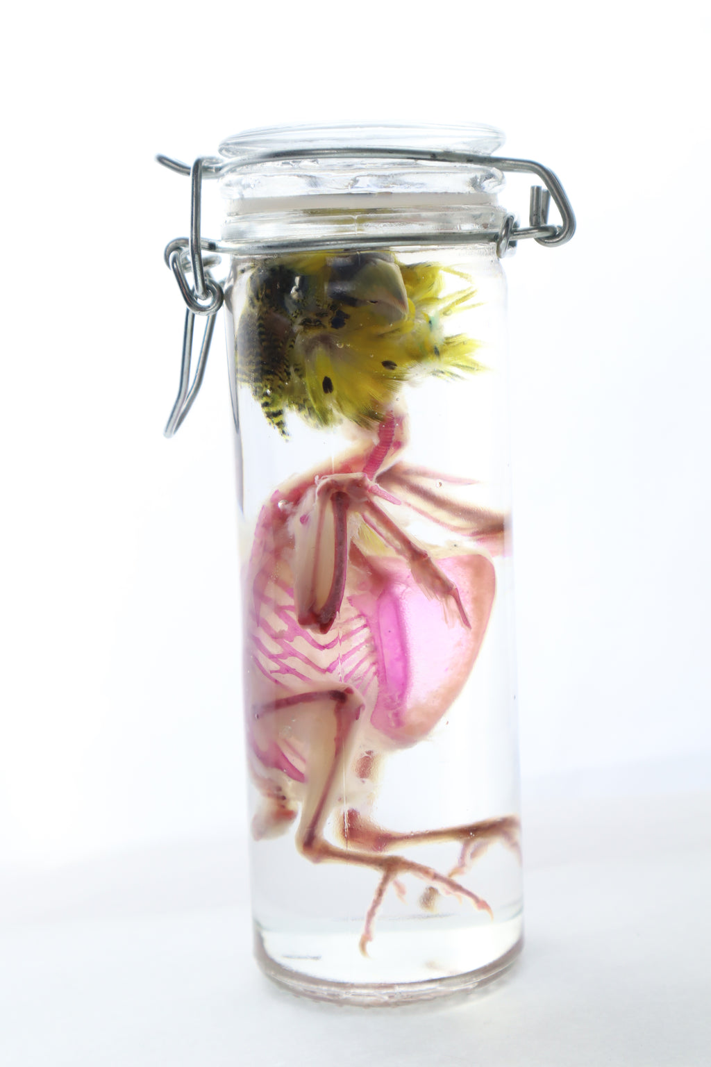 Diaphonized Parakeet