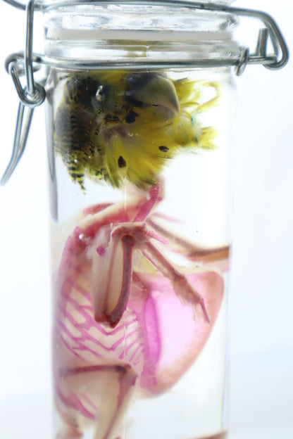 Diaphonized Parakeet