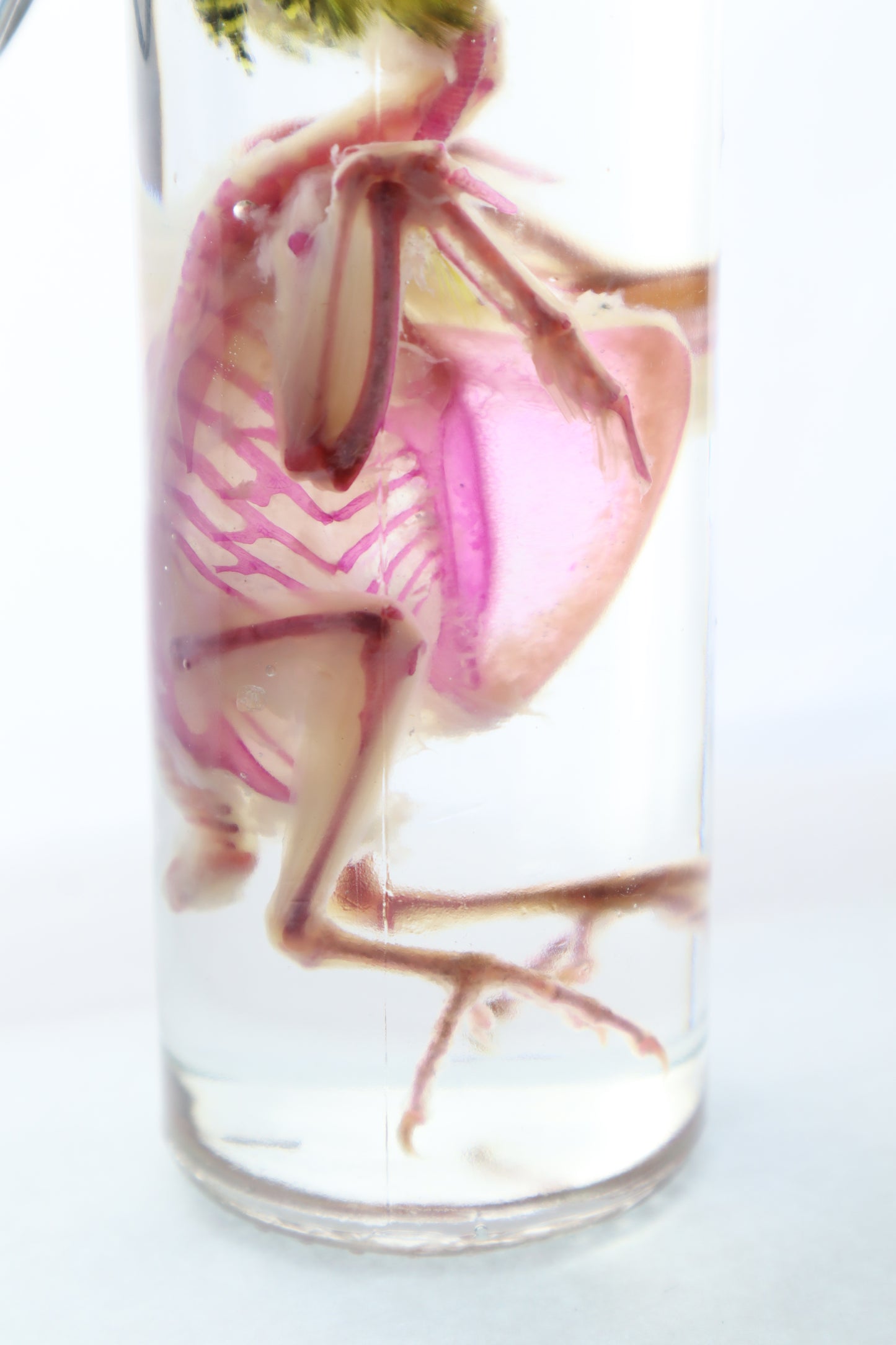 Diaphonized Parakeet