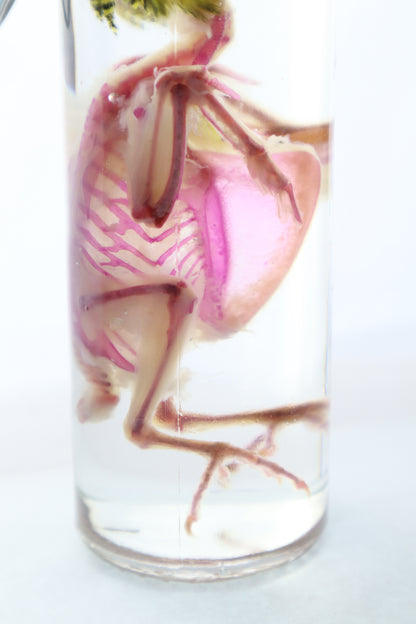 Diaphonized Parakeet