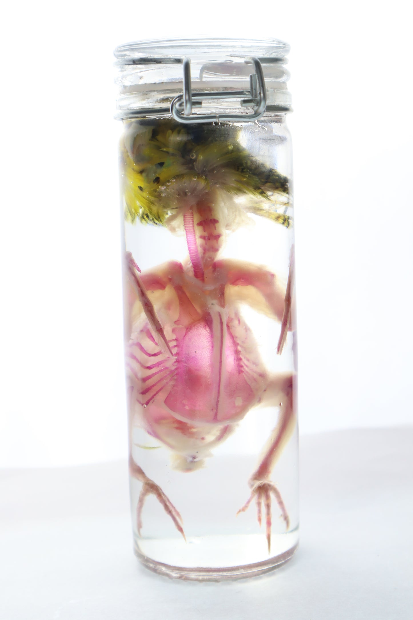 Diaphonized Parakeet