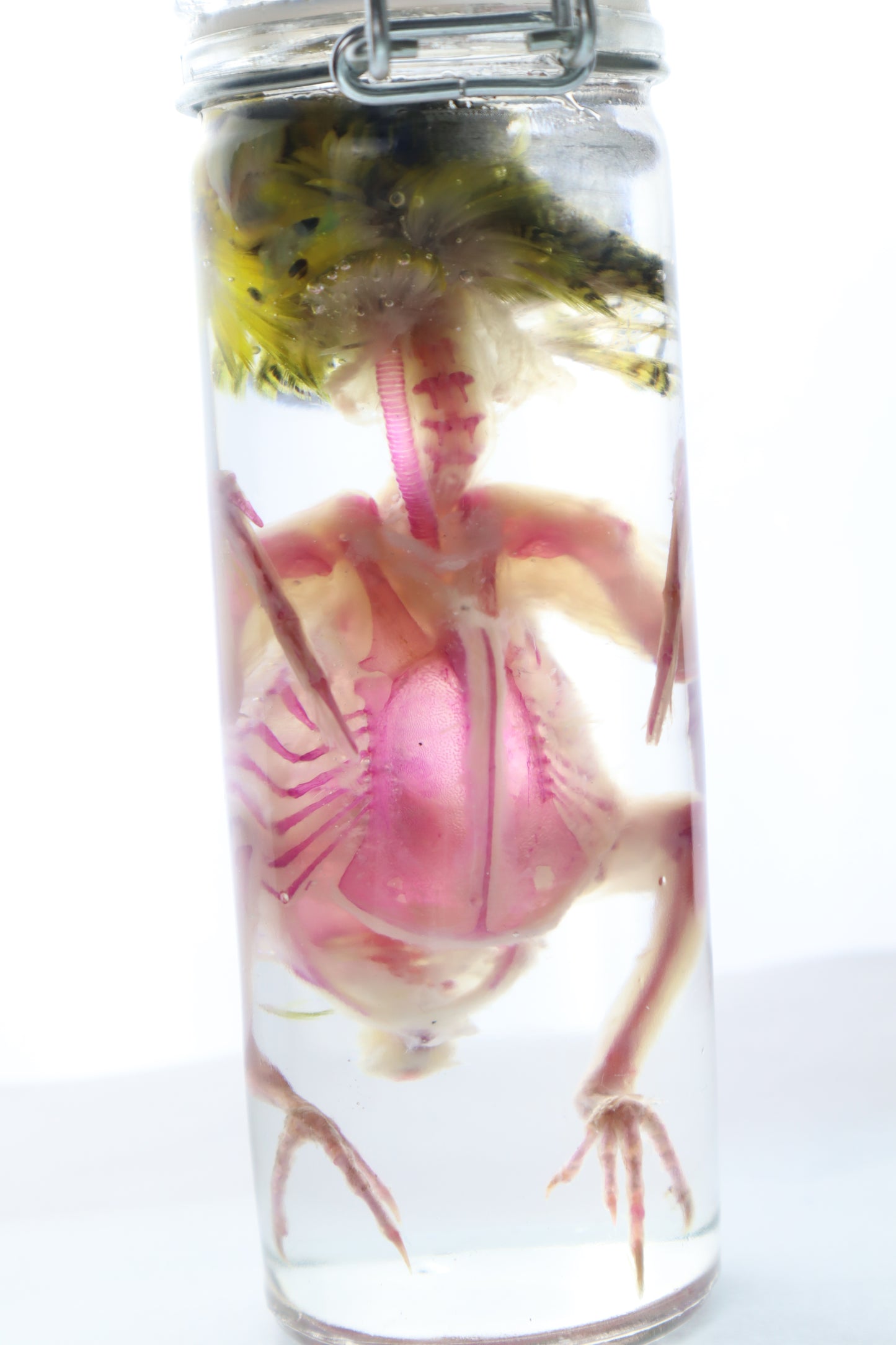 Diaphonized Parakeet