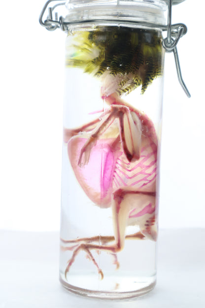 Diaphonized Parakeet