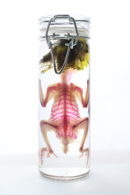 Diaphonized Parakeet
