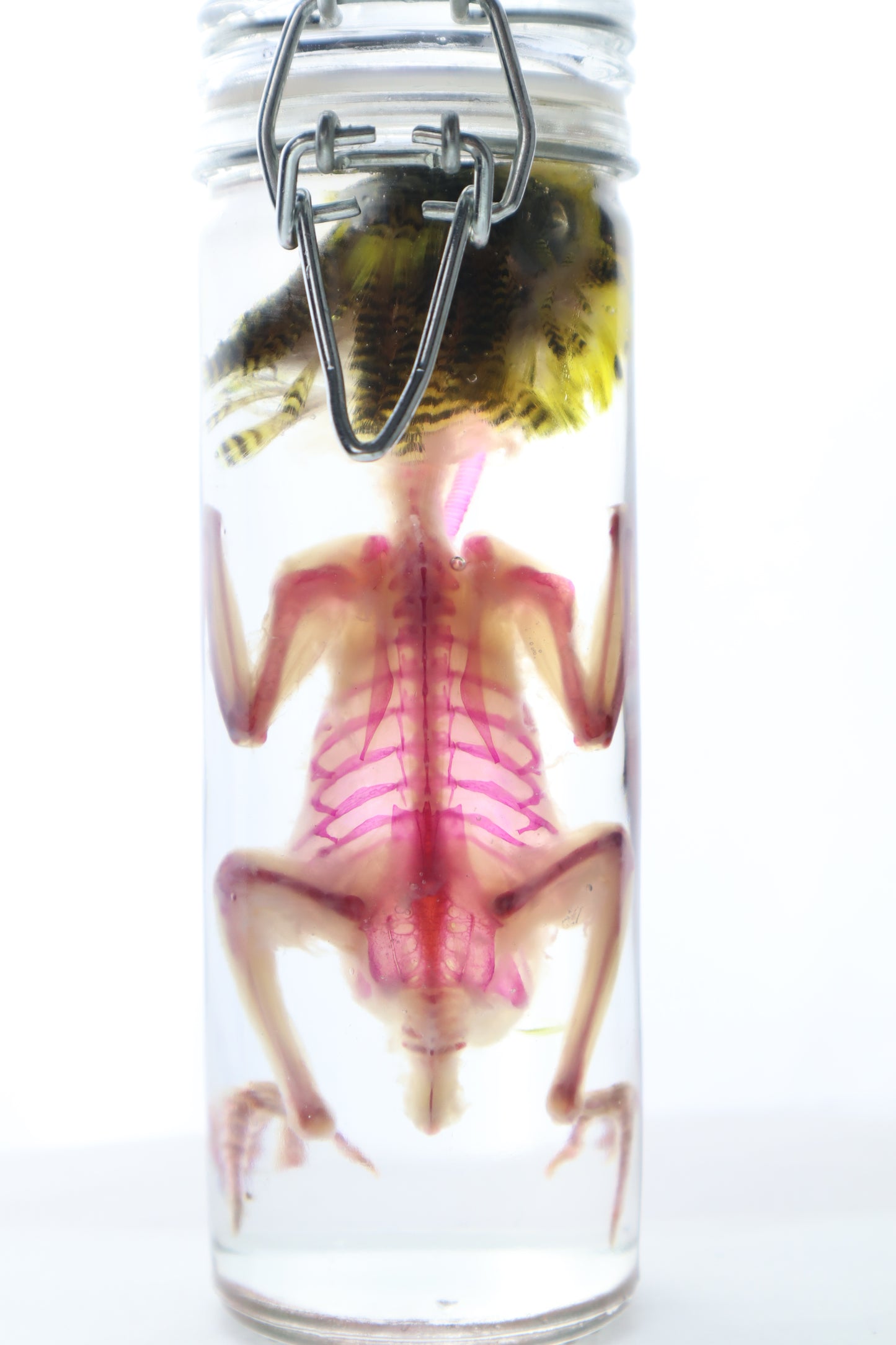 Diaphonized Parakeet