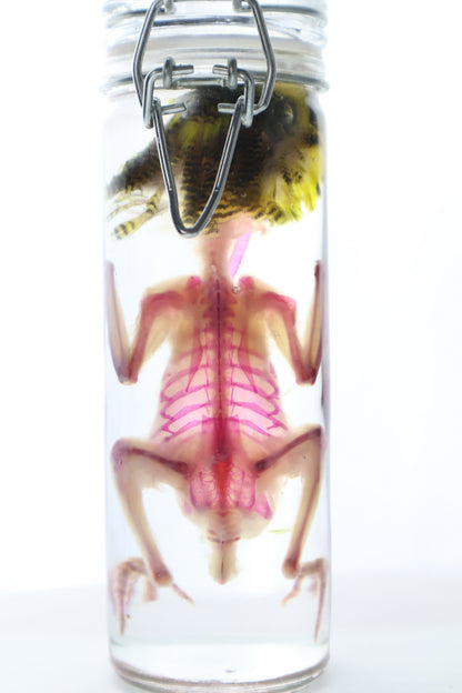 Diaphonized Parakeet