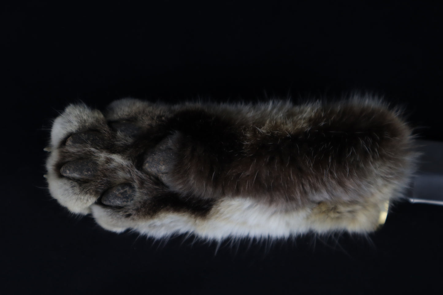 Bobcat Paw Knife