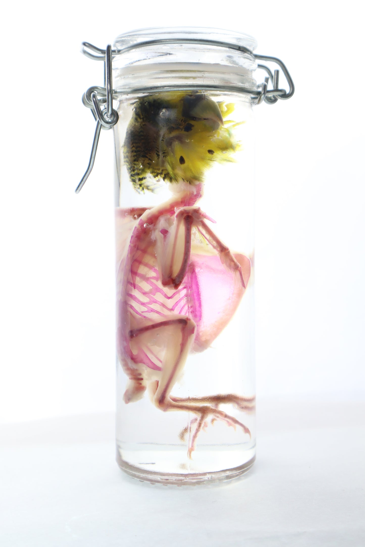 Diaphonized Parakeet