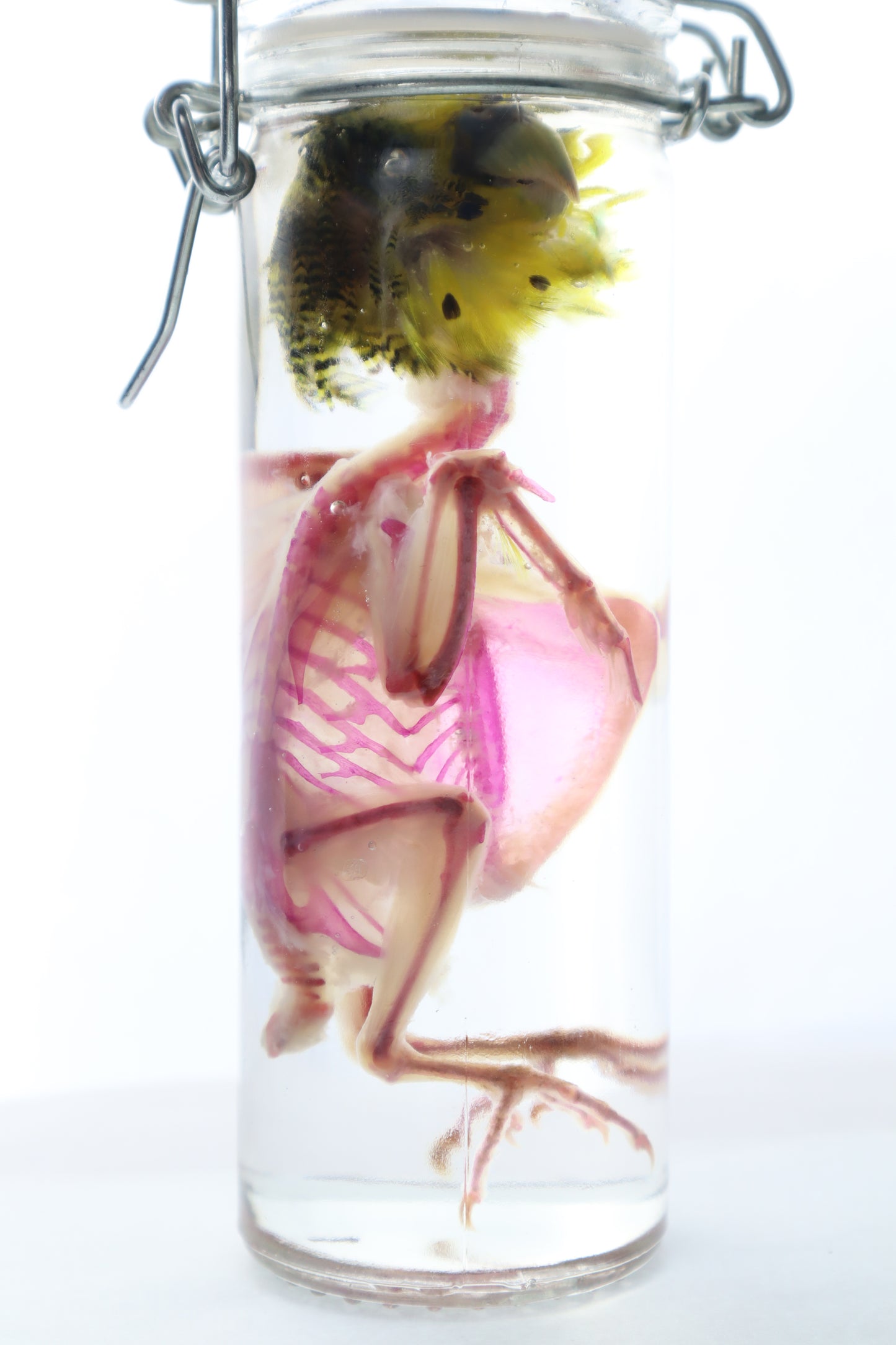 Diaphonized Parakeet