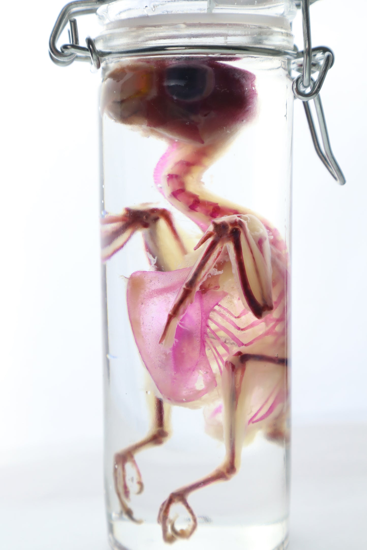 Diaphonized Parakeet