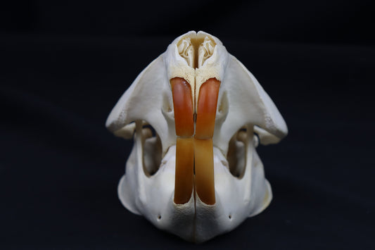 Beaver Skull