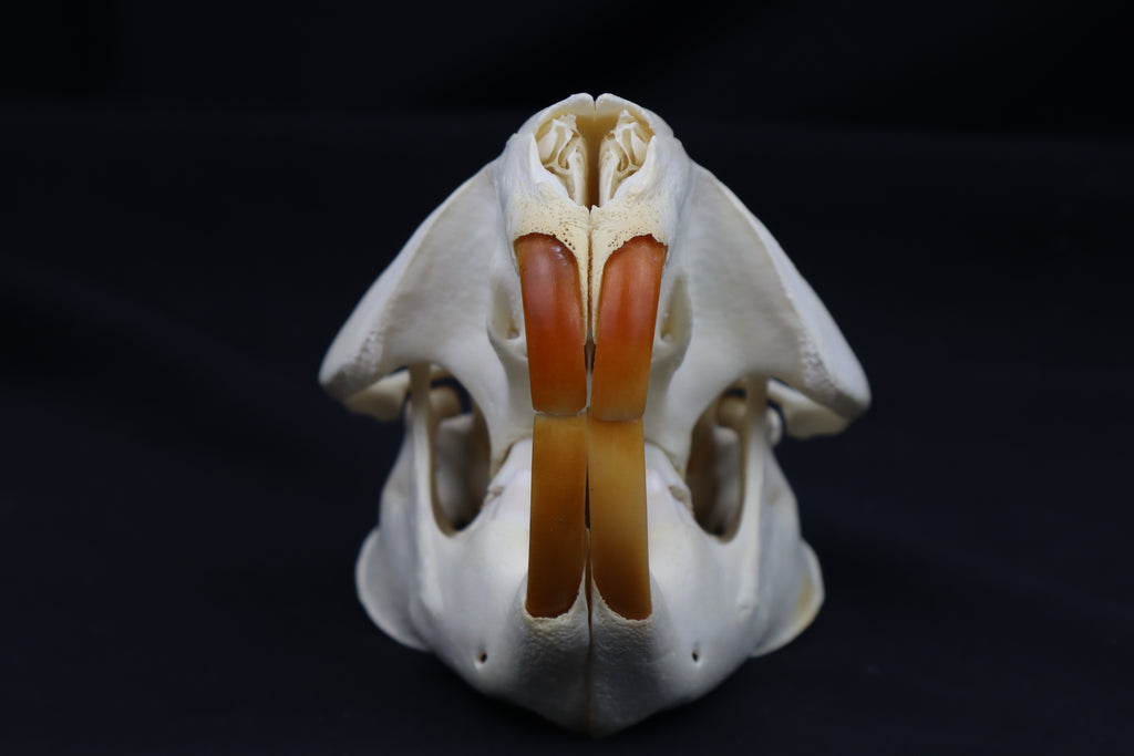 Beaver Skull