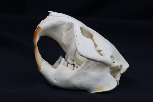 Beaver Skull