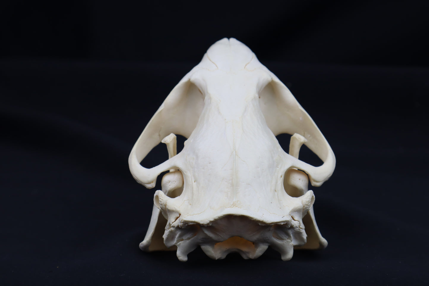Beaver Skull