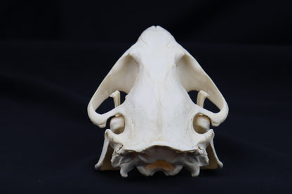 Beaver Skull