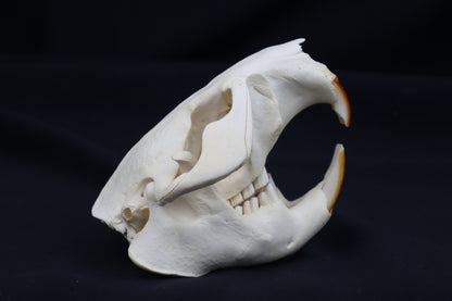 Beaver Skull