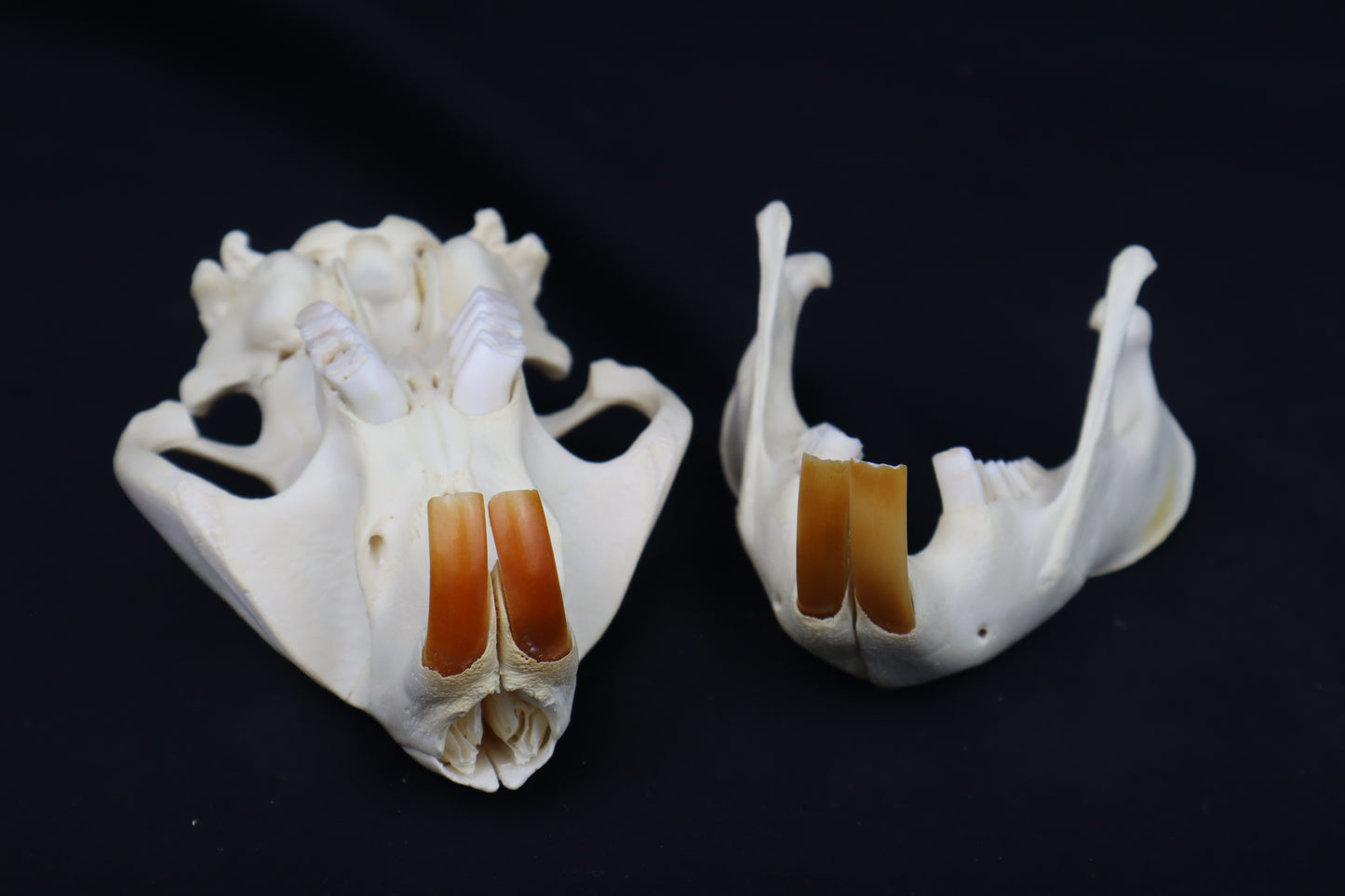 Beaver Skull