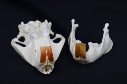 Beaver Skull