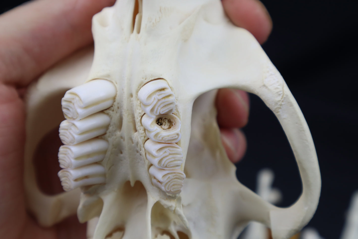 Beaver Skull