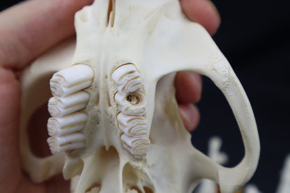 Beaver Skull