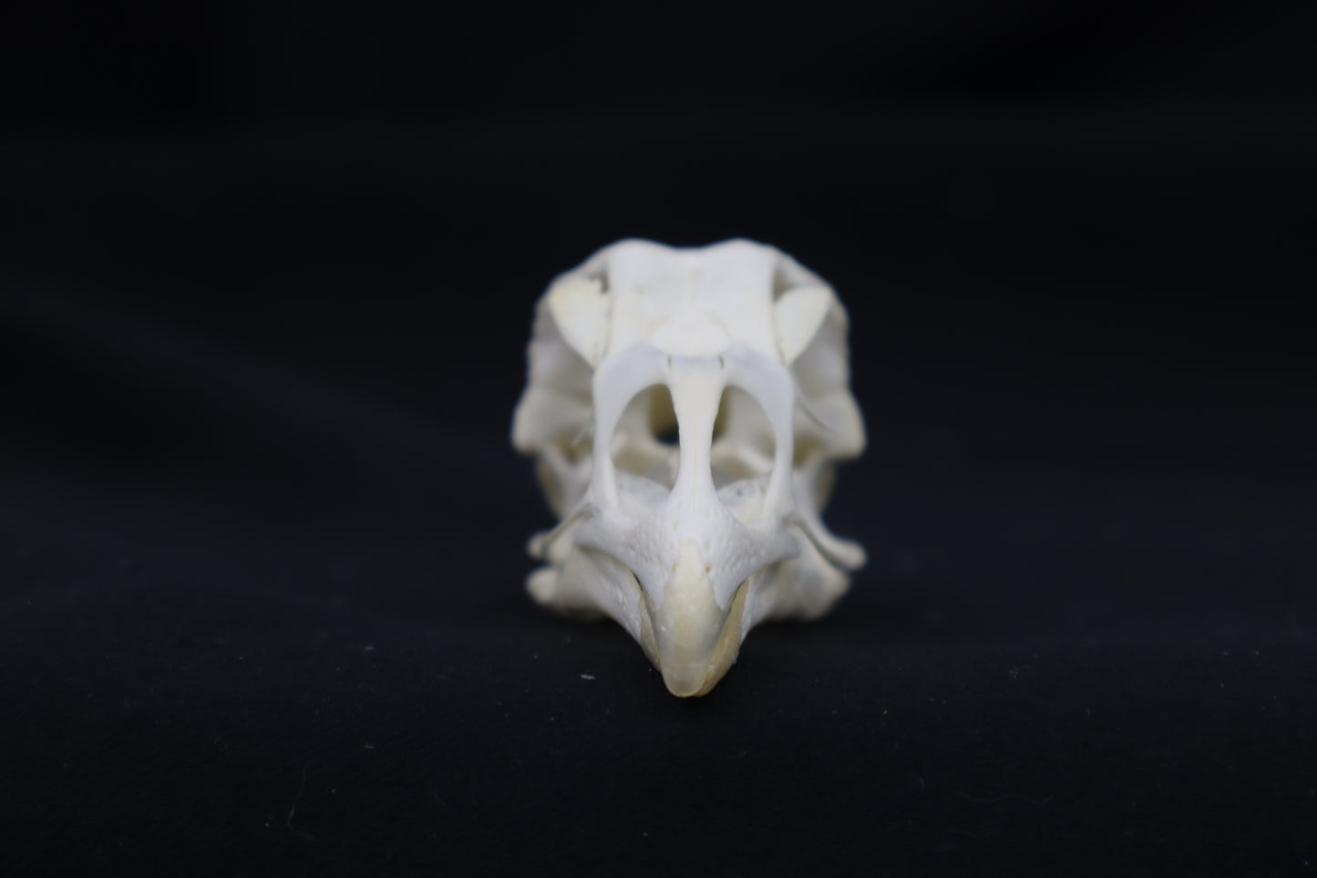 Chicken Skull